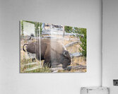 Yellowstone Bison Acrylic Print