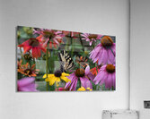 Butterfly 3 Acrylic Print