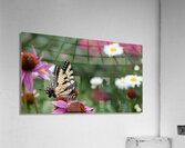 Butterfly 5 Acrylic Print