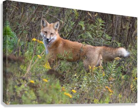 Red Fox Stalking Canvas Print
