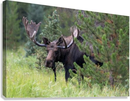  Rocky Mountain Moose Canvas Print