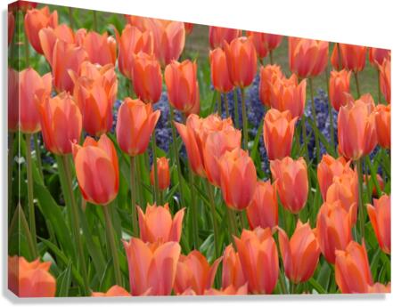 4 27 08 109 Canvas Print