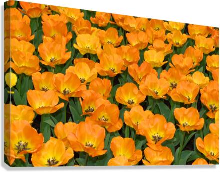 4 27 08 99enhanced Canvas Print