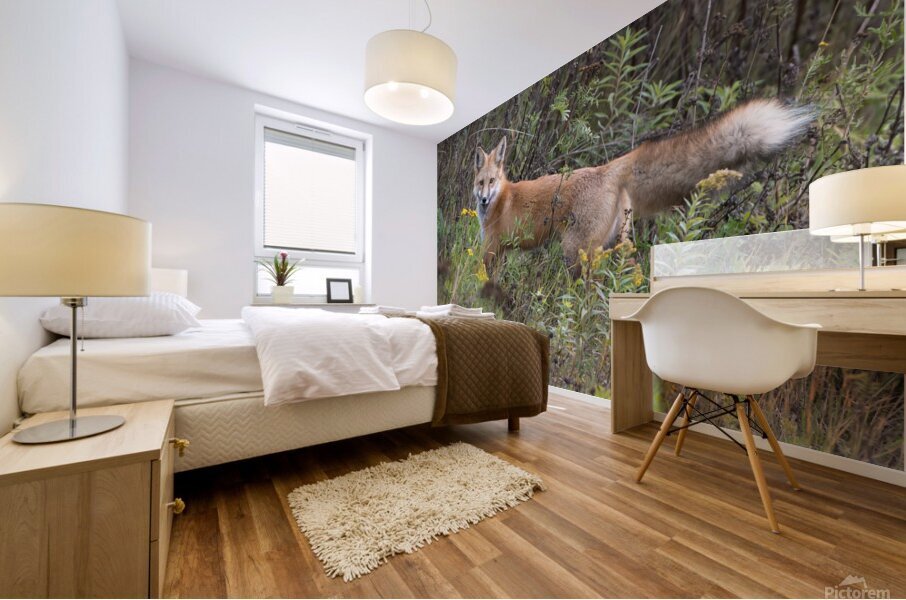 Red Fox Stalking Mural print