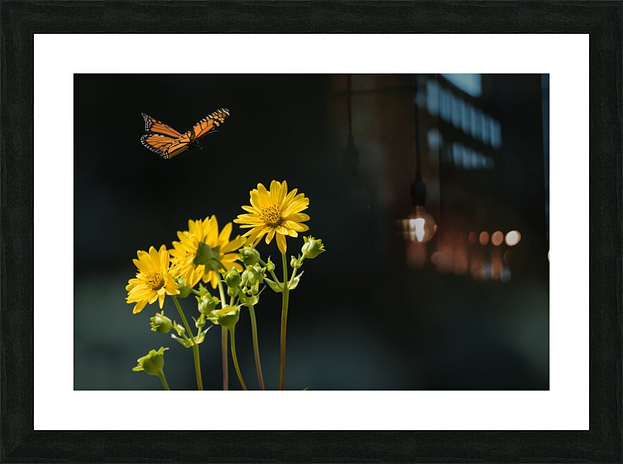 Floating Butterfly Picture Frame print