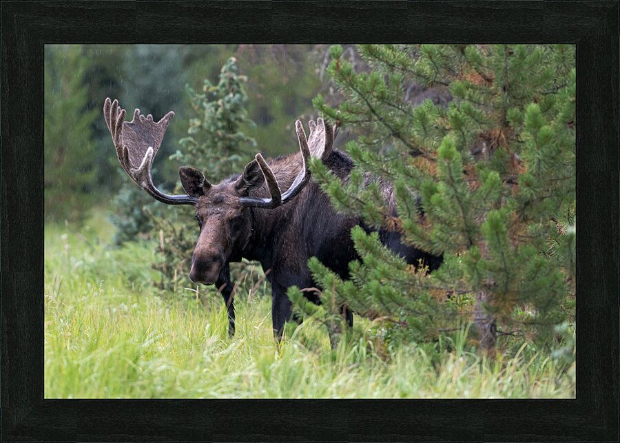 Rocky Mountain Moose Picture Frame print