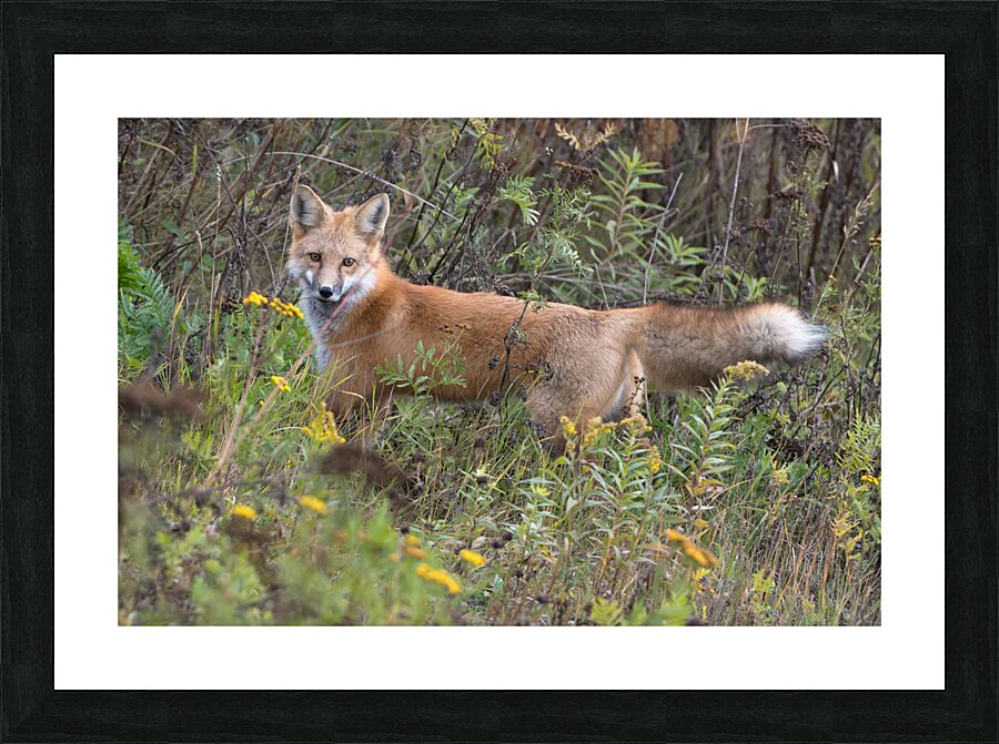 Red Fox Stalking Picture Frame print