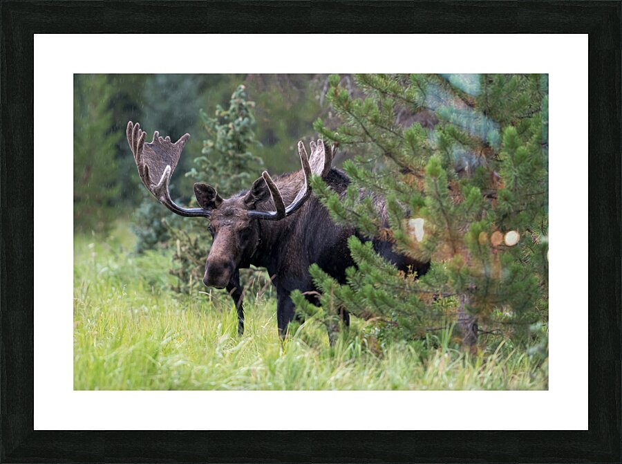  Rocky Mountain Moose Picture Frame print