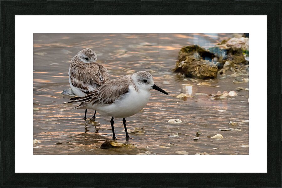 Shore Bird Picture Frame print