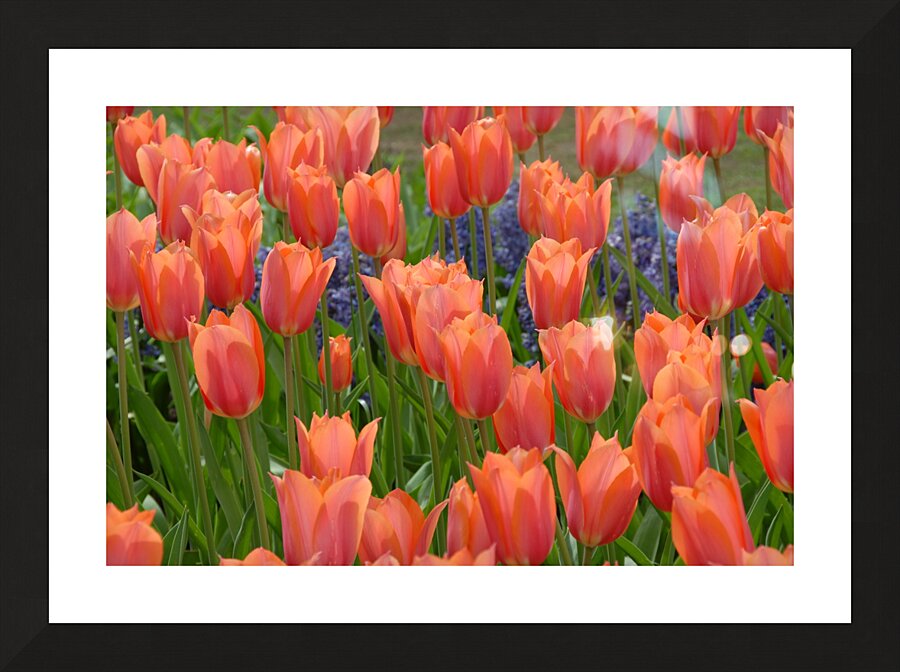 4 27 08 109 Picture Frame print