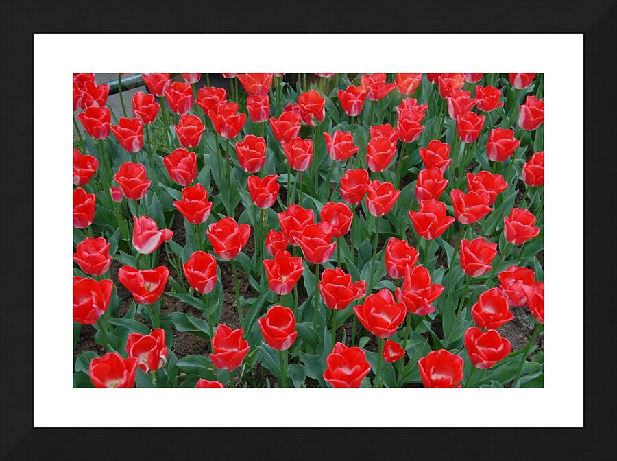 4 27 08 124 Picture Frame print