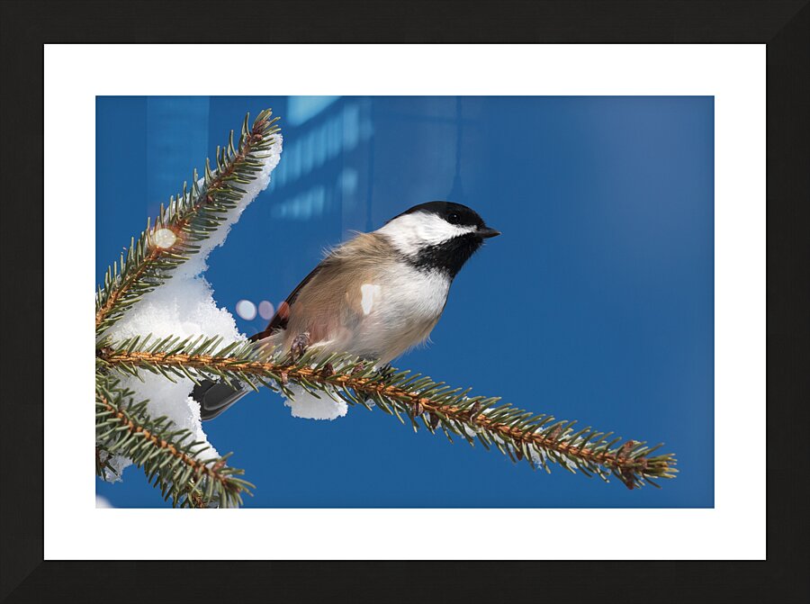 Chickadee in Winter Picture Frame print