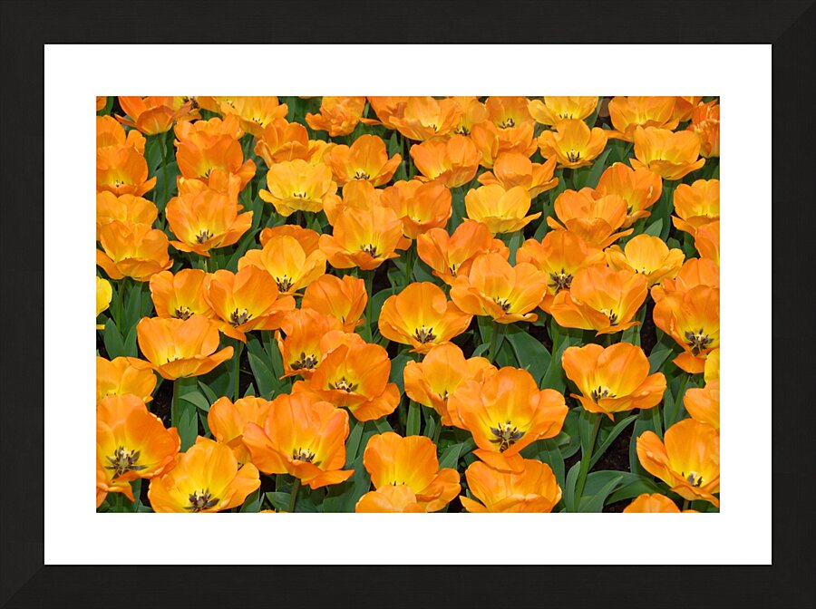 4 27 08 99enhanced Picture Frame print