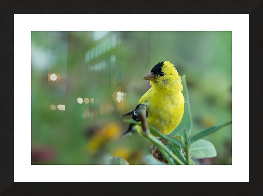 Goldfinch Picture Frame print