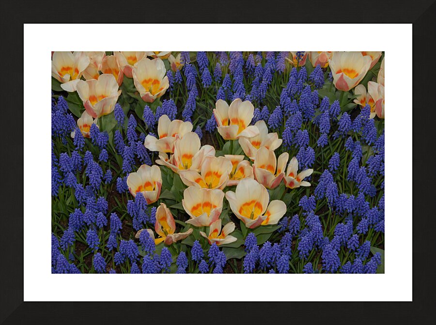 Tulip Garden Picture Frame print