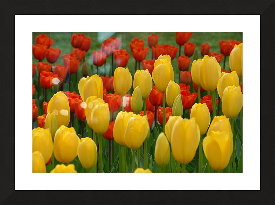 Tulip Bonanza Picture Frame print
