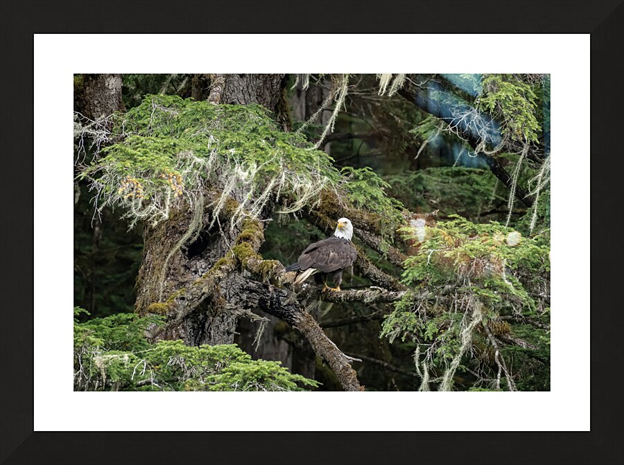 Hyder Alaska Eagle Picture Frame print