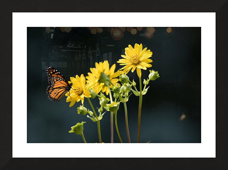 Sunflower and Monarch Picture Frame print