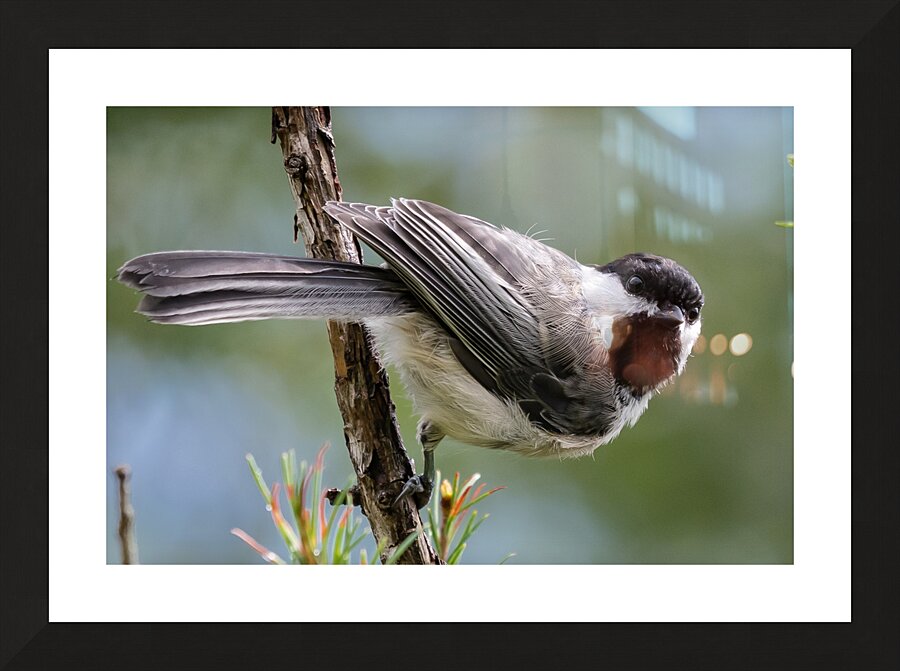 Curious Chickadee Picture Frame print