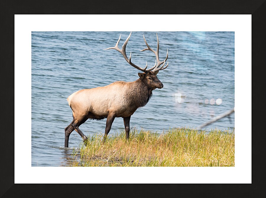 Royal Elk  Picture Frame print