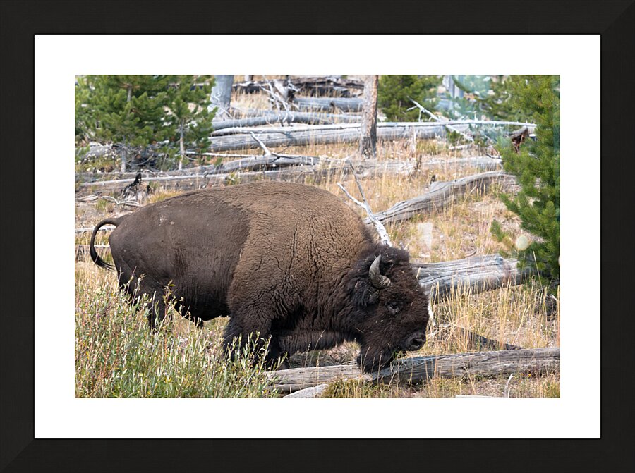 Yellowstone Bison Picture Frame print