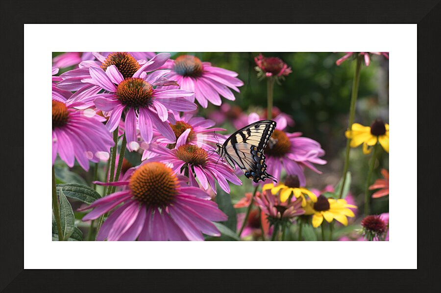 Butterfly 1 Picture Frame print
