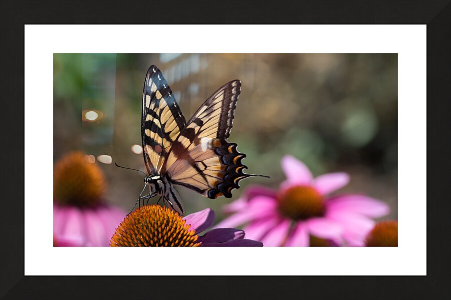 Butterfly 2 Picture Frame print