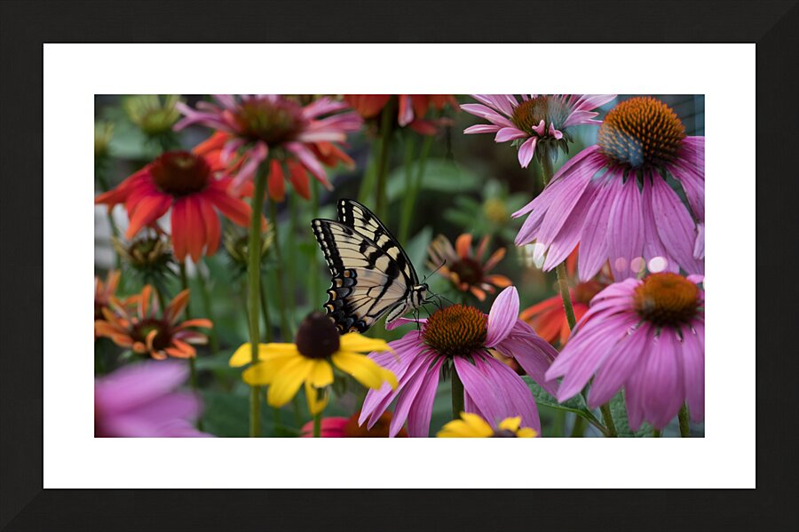 Butterfly 3 Picture Frame print