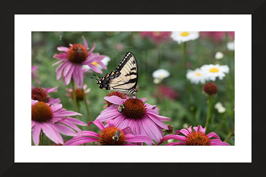 Butterfly 4 Picture Frame print