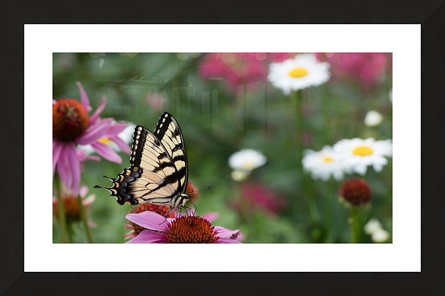Butterfly 5 Picture Frame print