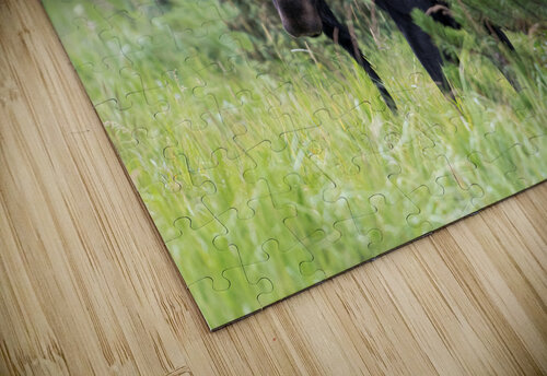 Rocky Mountain Moose Rhammes puzzle