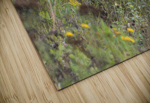 Red Fox Stalking Rhammes puzzle