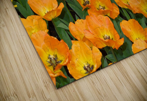 4 27 08 99enhanced Rhammes puzzle