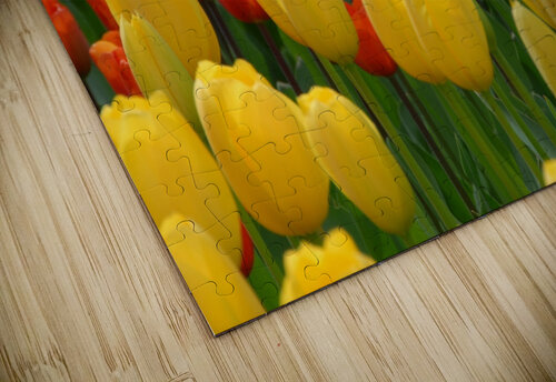 Tulip Bonanza Rhammes puzzle