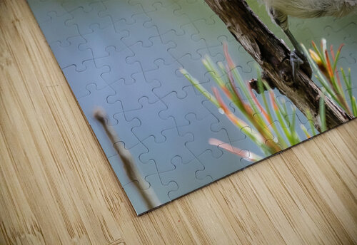 Curious Chickadee Rhammes puzzle