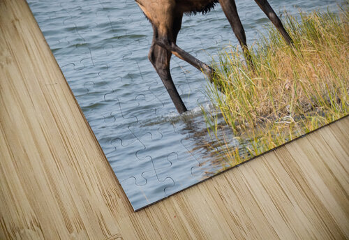 Royal Elk  Rhammes puzzle