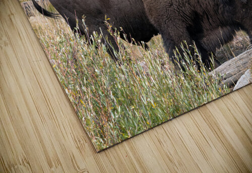 Yellowstone Bison Rhammes puzzle