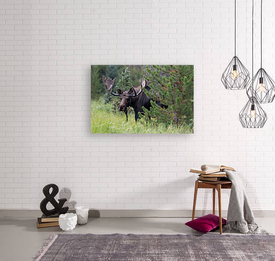 Rocky Mountain Moose Reproduction