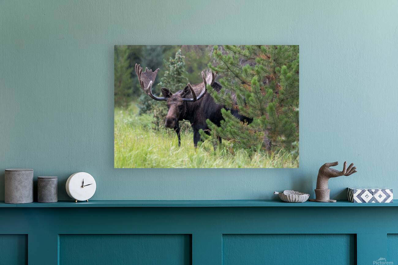  Rocky Mountain Moose Reproduction