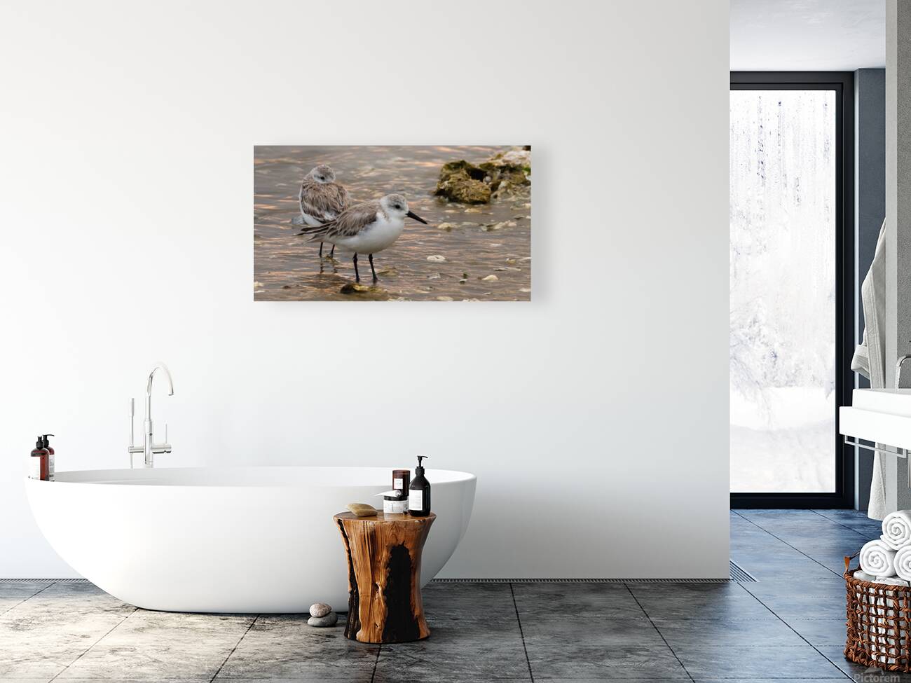 Shore Bird Reproduction
