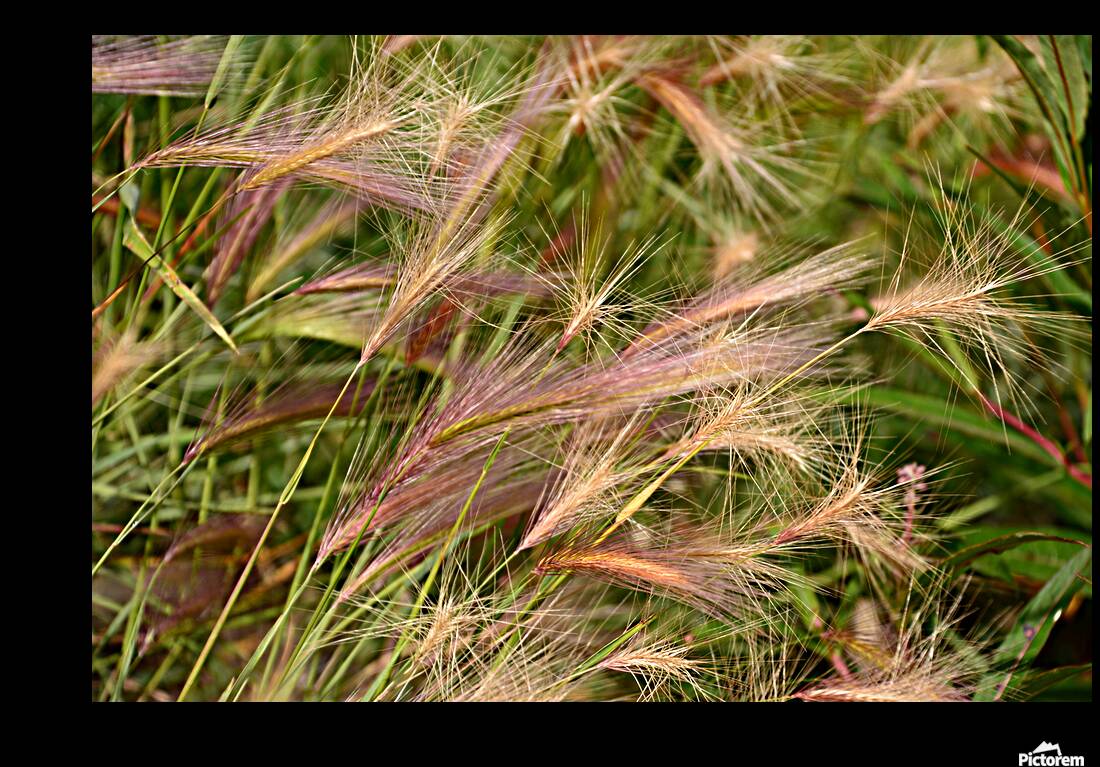 D71 1326 Reproduction