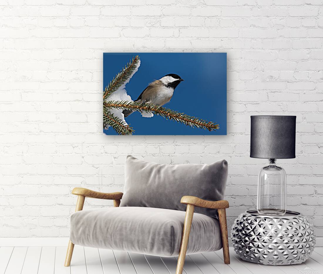 Chickadee in Winter Reproduction