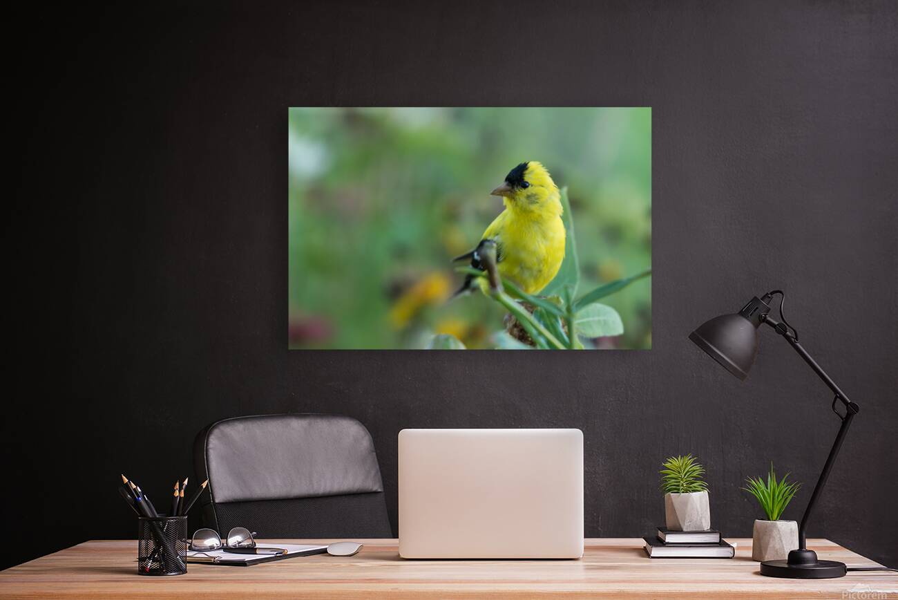 Goldfinch Reproduction