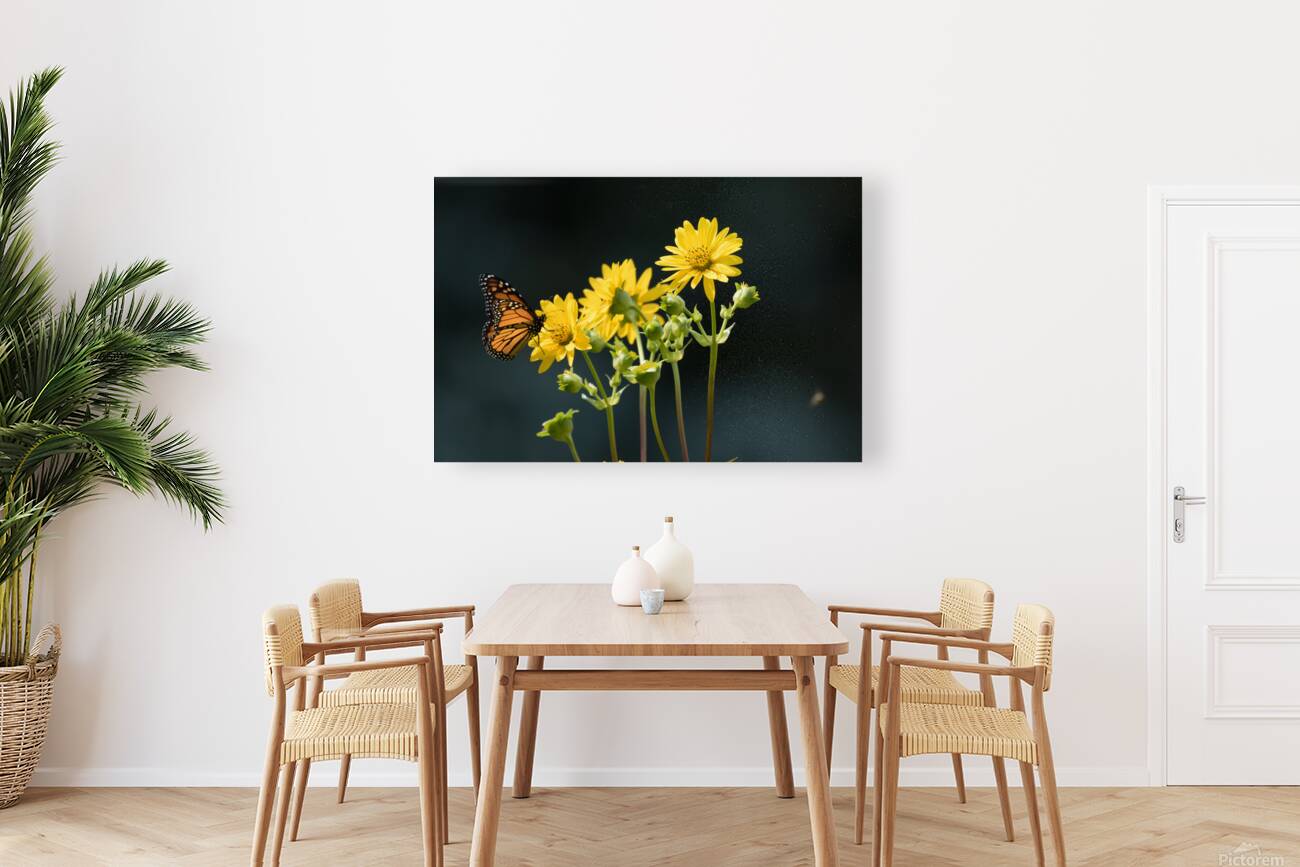 Sunflower and Monarch Reproduction