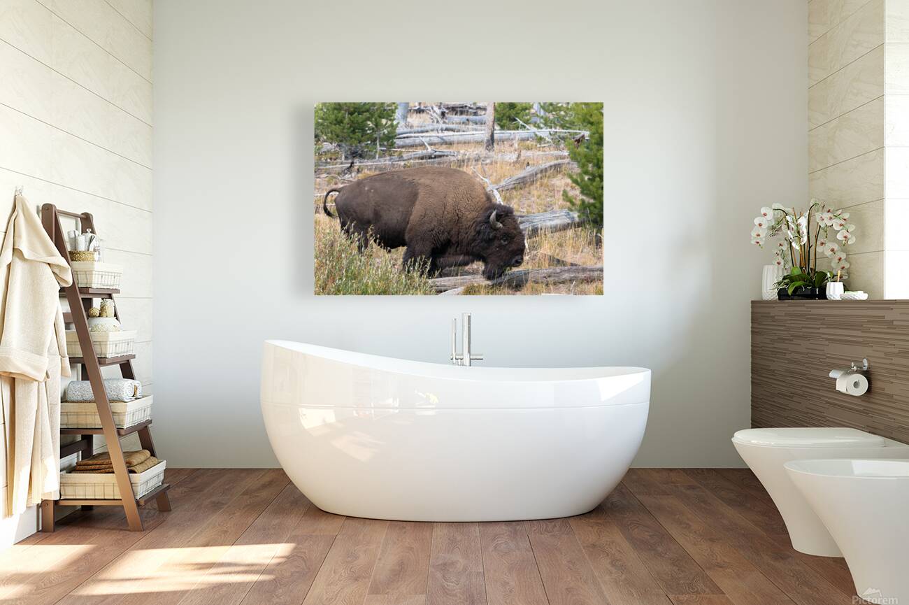 Yellowstone Bison Reproduction