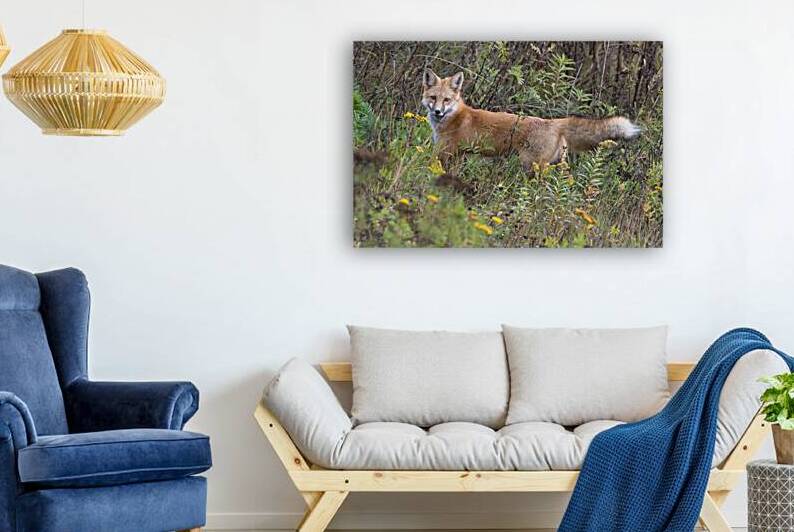 Red Fox Stalking Reproduction