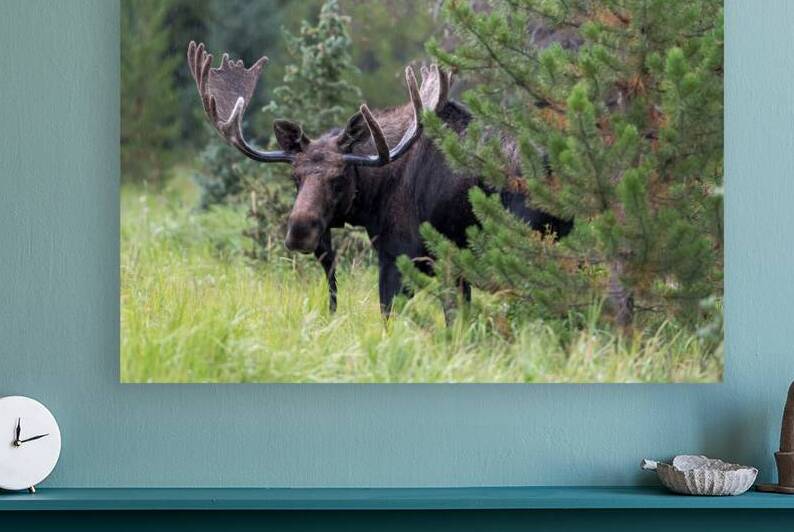  Rocky Mountain Moose Reproduction