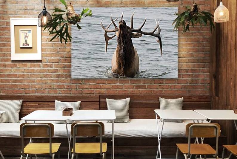  Bugling Elk in Lake by Rhammes