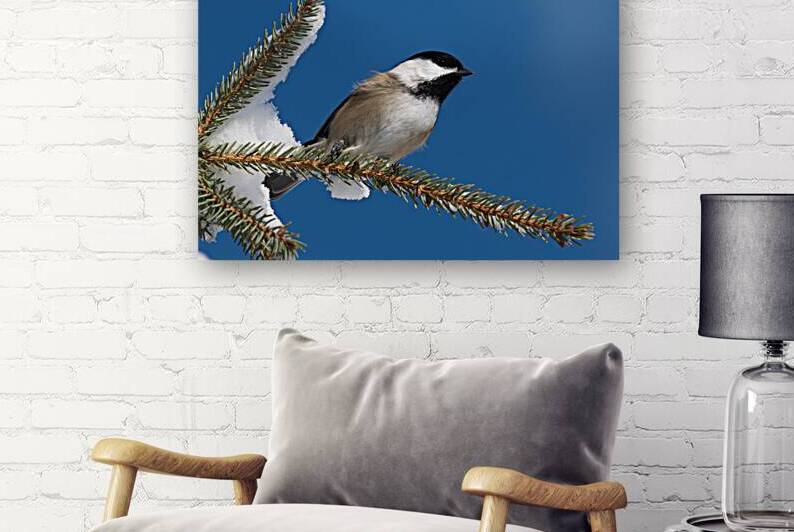 Chickadee in Winter by Rhammes