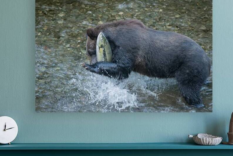 Grizzly and salmon by Rhammes